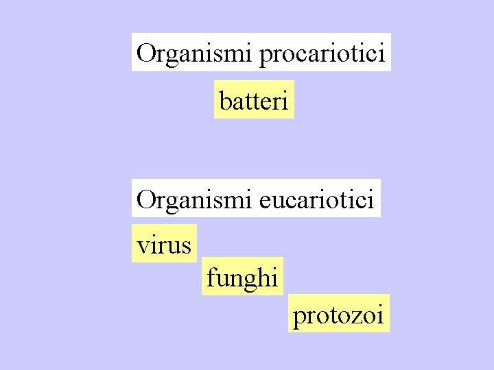 Organismi procariotici batteri Organismi eucariotici virus funghi protozoi 