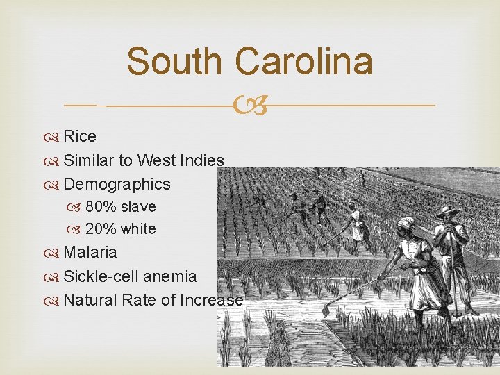 South Carolina Rice Similar to West Indies Demographics 80% slave 20% white Malaria Sickle-cell