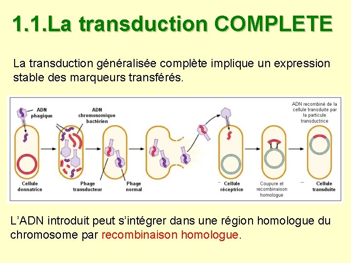 1. 1. La transduction COMPLETE La transduction généralisée complète implique un expression stable des