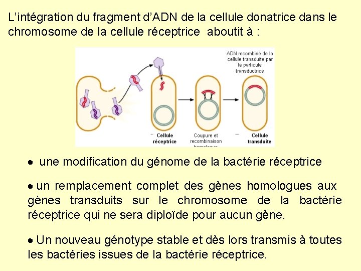 L’intégration du fragment d’ADN de la cellule donatrice dans le chromosome de la cellule