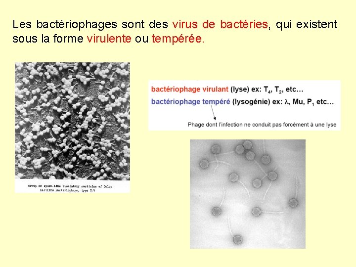 Les bactériophages sont des virus de bactéries, qui existent sous la forme virulente ou