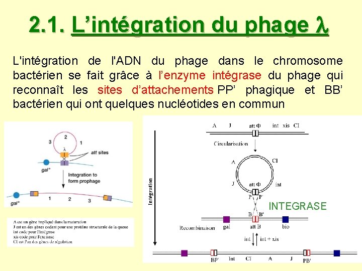 2. 1. L’intégration du phage L'intégration de l'ADN du phage dans le chromosome bactérien