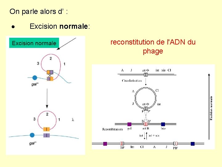 On parle alors d’ : · Excision normale: reconstitution de l'ADN du phage 