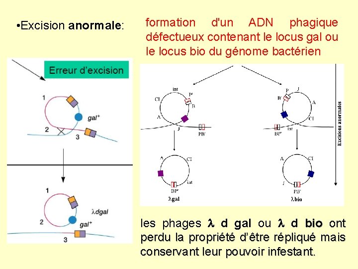  • Excision anormale: formation d'un ADN phagique défectueux contenant le locus gal ou