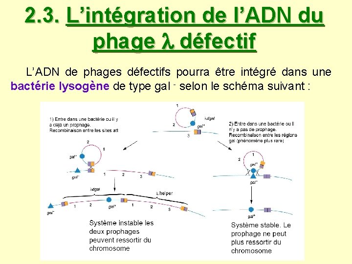 2. 3. L’intégration de l’ADN du phage défectif L’ADN de phages défectifs pourra être