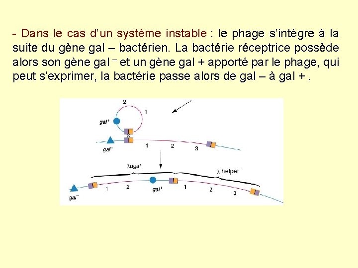- Dans le cas d’un système instable : le phage s’intègre à la suite