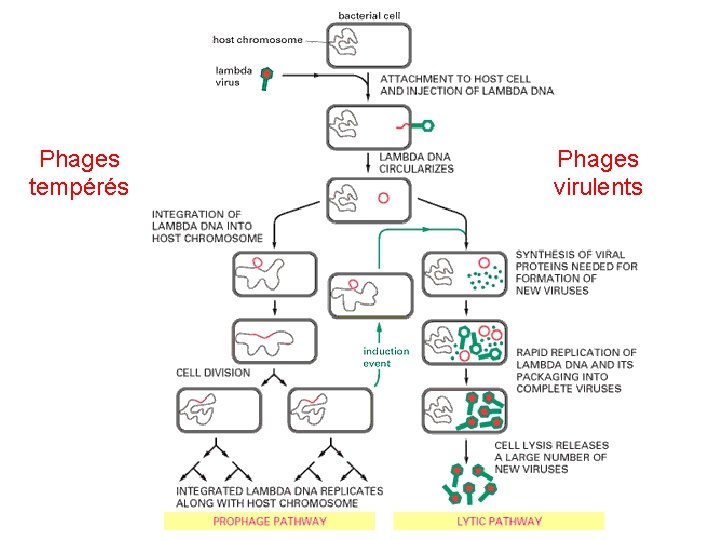 Phages tempérés Phages virulents 