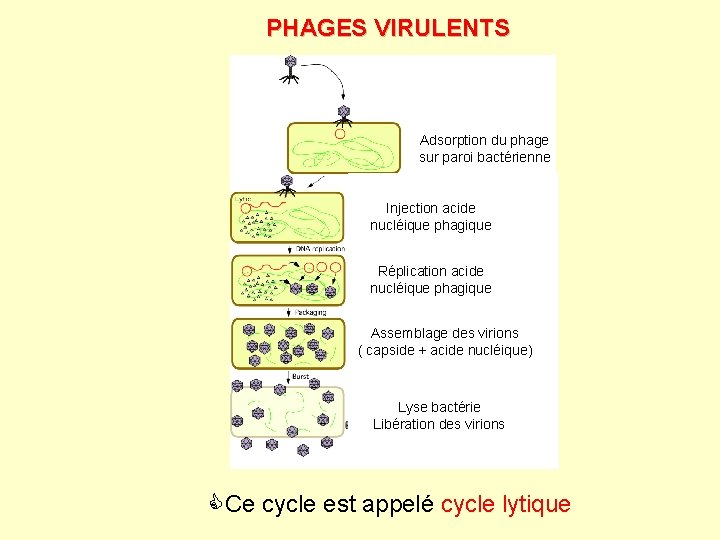 PHAGES VIRULENTS Adsorption du phage sur paroi bactérienne Injection acide nucléique phagique Réplication acide