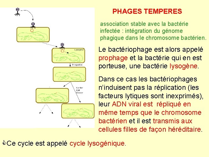 PHAGES TEMPERES association stable avec la bactérie infectée : intégration du génome phagique dans