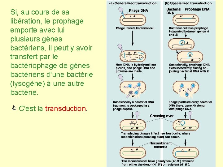 Si, au cours de sa libération, le prophage emporte avec lui plusieurs gènes bactériens,