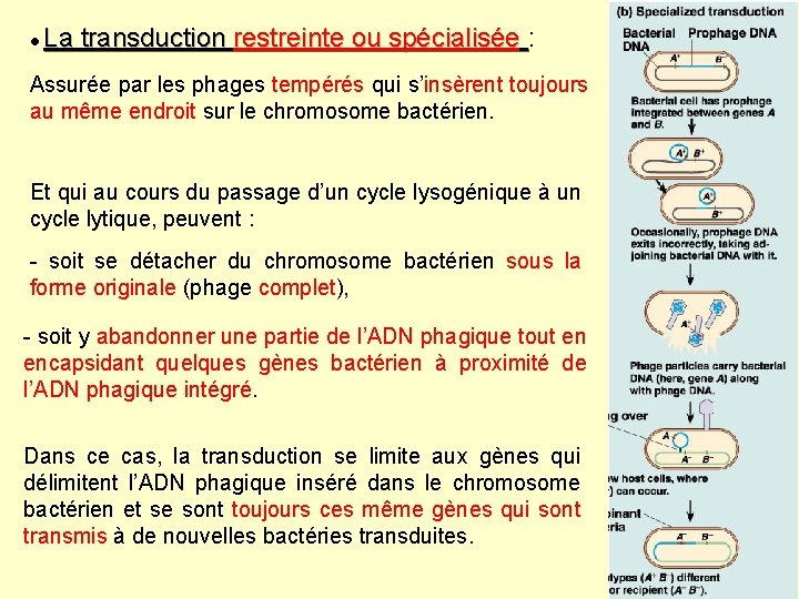  La transduction restreinte ou spécialisée : Assurée par les phages tempérés qui s’insèrent