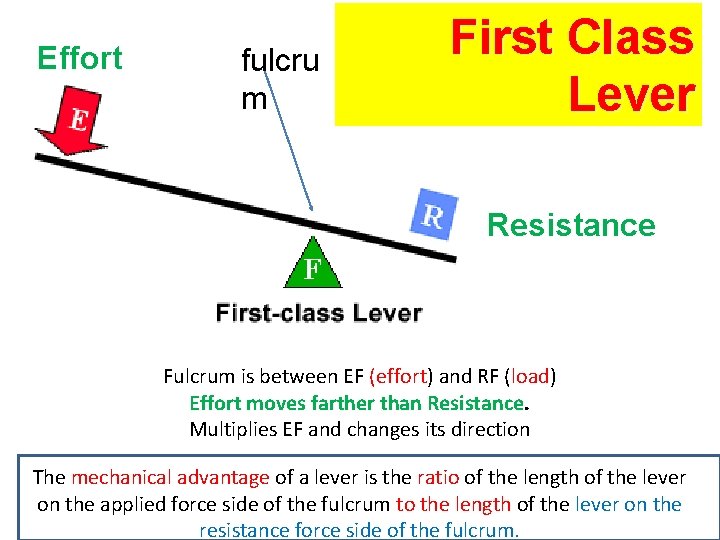 Effort fulcru m First Class Lever Resistance Fulcrum is between EF (effort) and RF