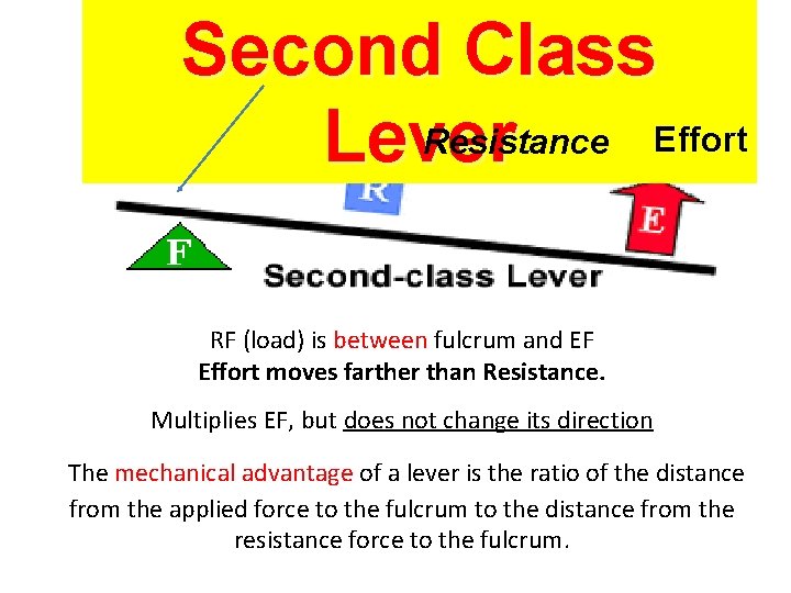 Second Class Resistance Effort Lever RF (load) is between fulcrum and EF Effort moves