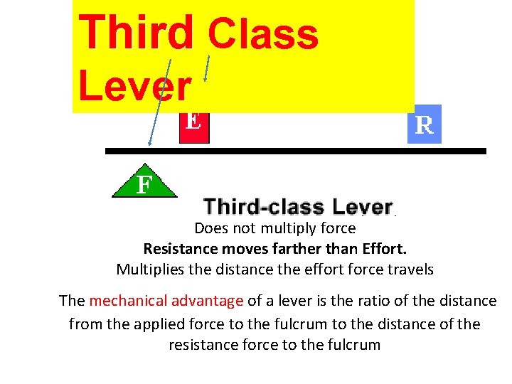 Third Class Lever EF is between fulcrum and RF (load) Does not multiply force