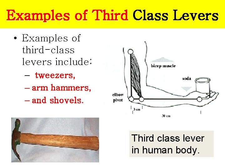 Examples of Third Class Levers • Examples of third-class levers include: – tweezers, –