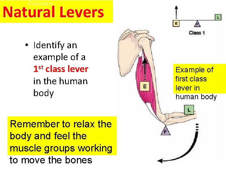 Elaboration Natural Levers • Identify an example of a 1 st class lever in