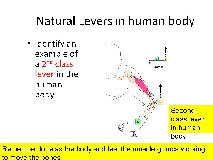 Elaboration Natural Levers in human body • Identify an example of a 2 nd