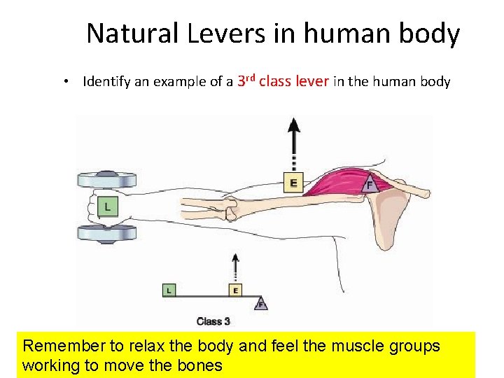 Natural Levers in human body • Identify an example of a 3 rd class
