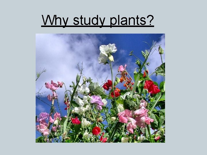 Why study plants? 