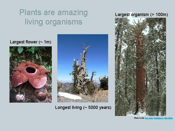 Plants are amazing living organisms Largest organism (> 100 m) Largest flower (~ 1