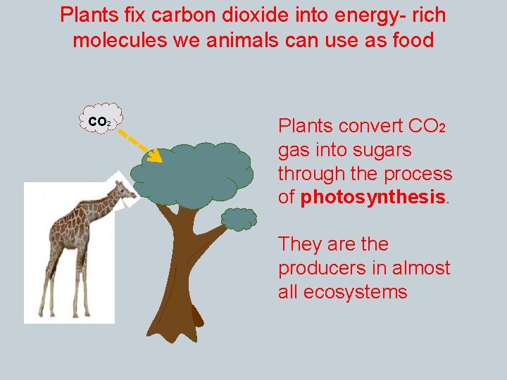 Plants fix carbon dioxide into energy- rich molecules we animals can use as food