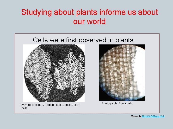 Studying about plants informs us about our world Cells were first observed in plants.