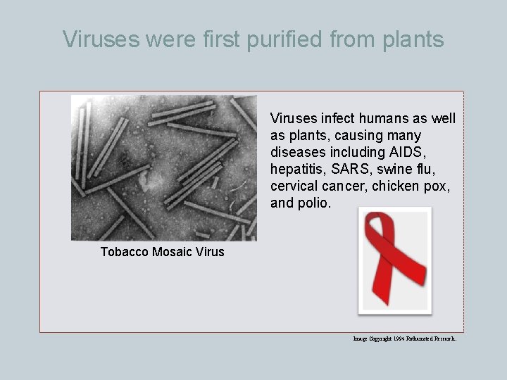 Viruses were first purified from plants Viruses infect humans as well as plants, causing