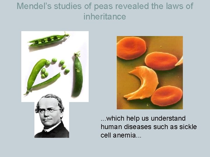 Mendel’s studies of peas revealed the laws of inheritance . . . which help