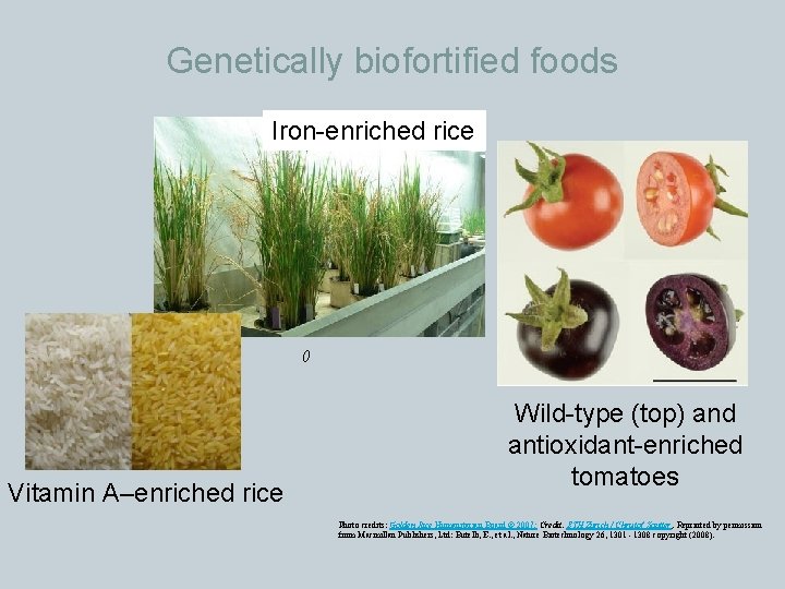 Genetically biofortified foods Iron-enriched rice () Vitamin A–enriched rice Wild-type (top) and antioxidant-enriched tomatoes