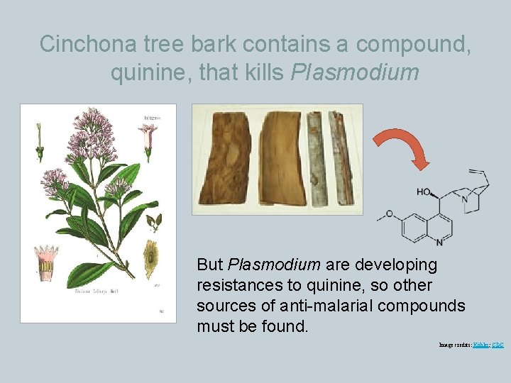 Cinchona tree bark contains a compound, quinine, that kills Plasmodium But Plasmodium are developing