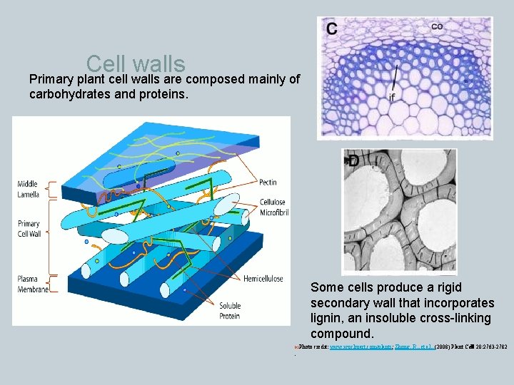 Cell walls Primary plant cell walls are composed mainly of carbohydrates and proteins. Some