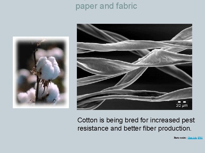 paper and fabric Cotton is being bred for increased pest resistance and better fiber