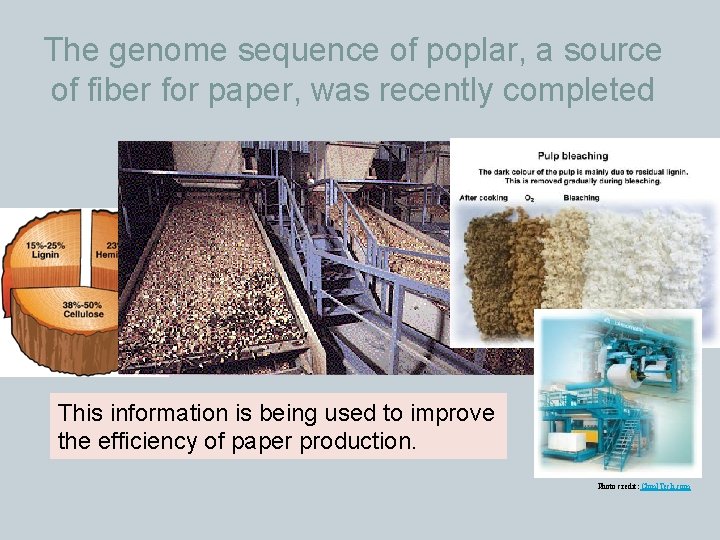 The genome sequence of poplar, a source of fiber for paper, was recently completed