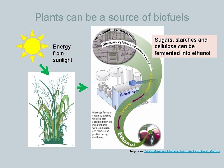 Plants can be a source of biofuels Energy from sunlight Sugars, starches and cellulose