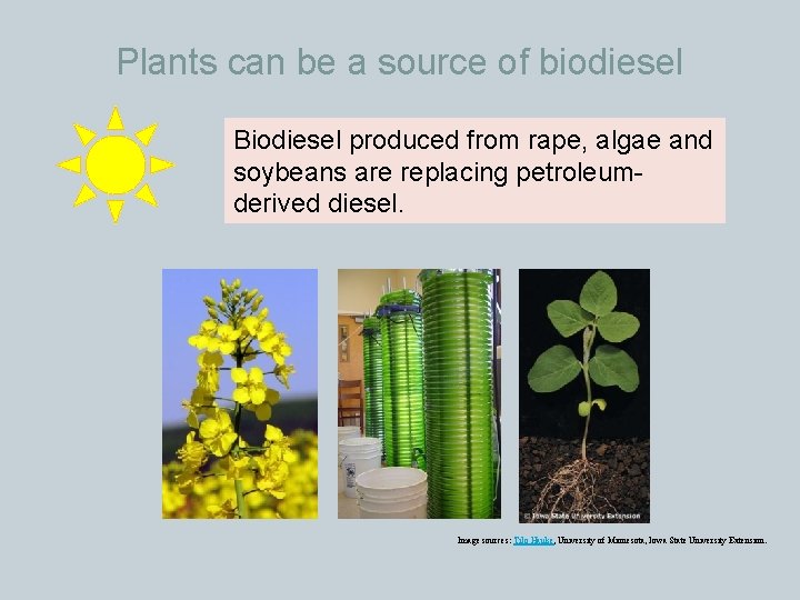 Plants can be a source of biodiesel Biodiesel produced from rape, algae and soybeans