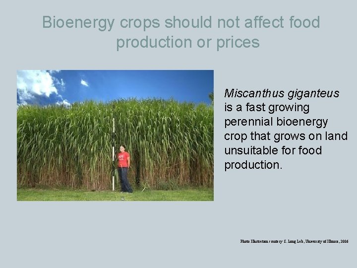 Bioenergy crops should not affect food production or prices Miscanthus giganteus is a fast