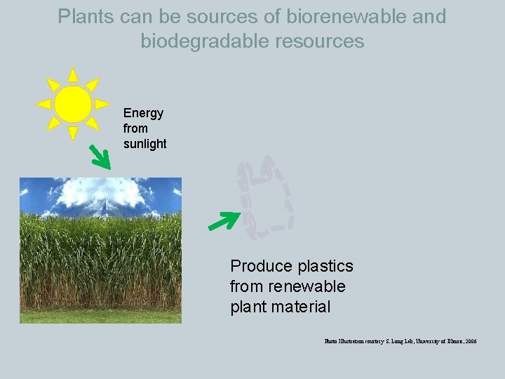 Plants can be sources of biorenewable and biodegradable resources Energy from sunlight Produce plastics