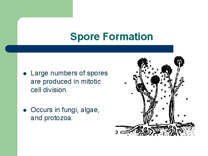 Spore Formation l Large numbers of spores are produced in mitotic cell division. l
