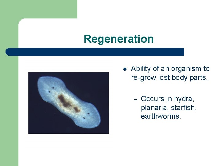 Regeneration l Ability of an organism to re-grow lost body parts. – Occurs in