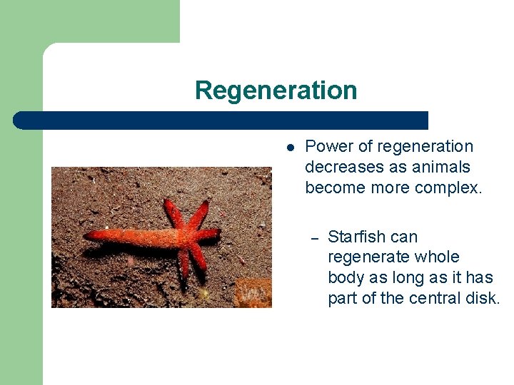 Regeneration l Power of regeneration decreases as animals become more complex. – Starfish can