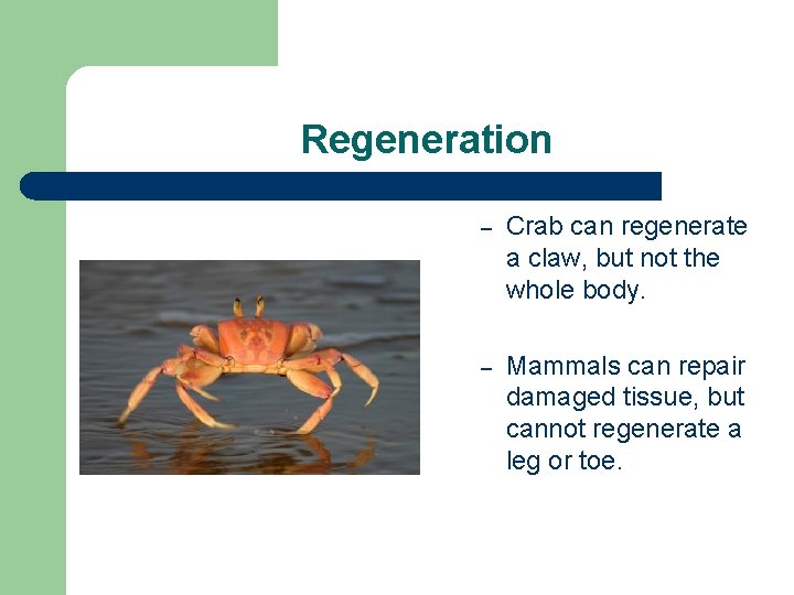 Regeneration – Crab can regenerate a claw, but not the whole body. – Mammals