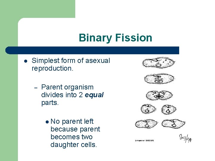 Binary Fission l Simplest form of asexual reproduction. – Parent organism divides into 2