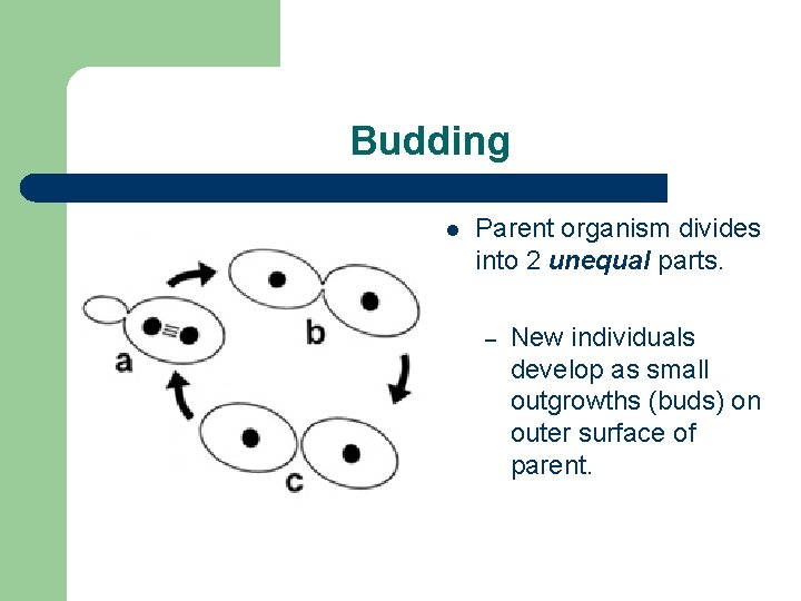 Budding l Parent organism divides into 2 unequal parts. – New individuals develop as