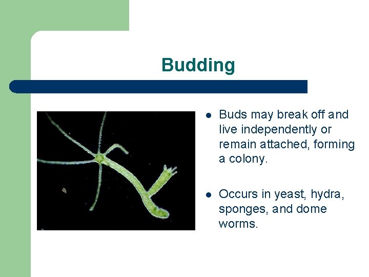 Budding l Buds may break off and live independently or remain attached, forming a