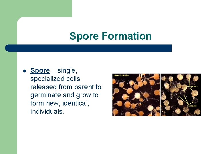 Spore Formation l Spore – single, specialized cells released from parent to germinate and