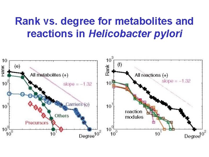 Rank vs. degree for metabolites and reactions in Helicobacter pylori 