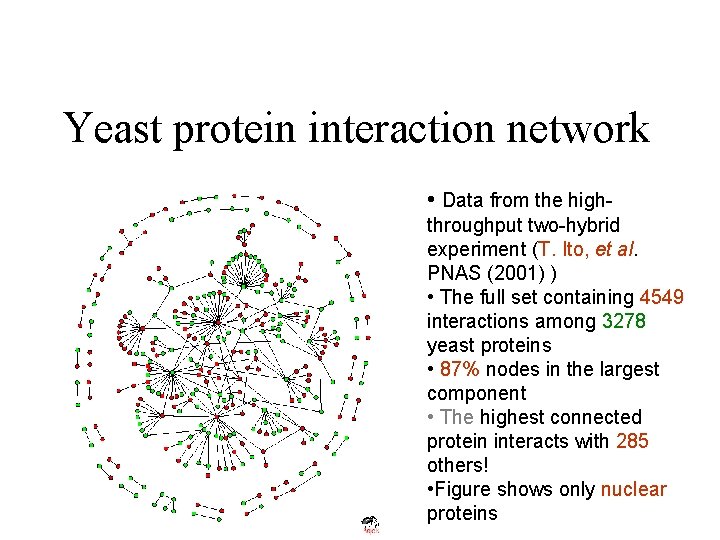 Yeast protein interaction network • Data from the highthroughput two-hybrid experiment (T. Ito, et