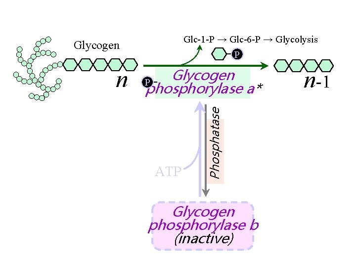 Glc-1 -P → Glc-6 -P → Glycolysis Glycogen phosphorylase a* P ATP Phosphatase n Glc-1 -P → Glc-6 -P → Glycolysis Glycogen phosphorylase a* P ATP Phosphatase n