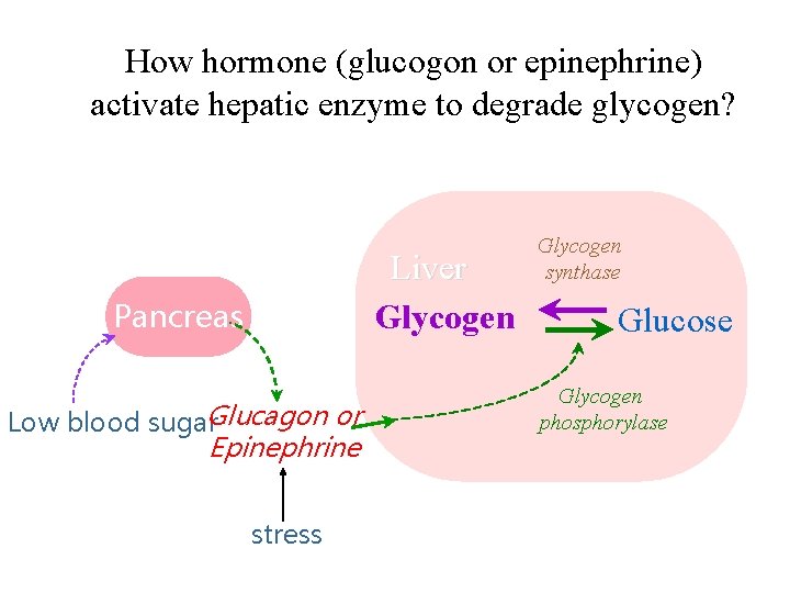 How hormone (glucogon or epinephrine) activate hepatic enzyme to degrade glycogen? Liver Glycogen Pancreas How hormone (glucogon or epinephrine) activate hepatic enzyme to degrade glycogen? Liver Glycogen Pancreas