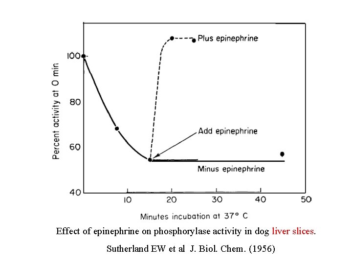 Effect of epinephrine on phosphorylase activity in dog liver slices. Sutherland EW et al Effect of epinephrine on phosphorylase activity in dog liver slices. Sutherland EW et al